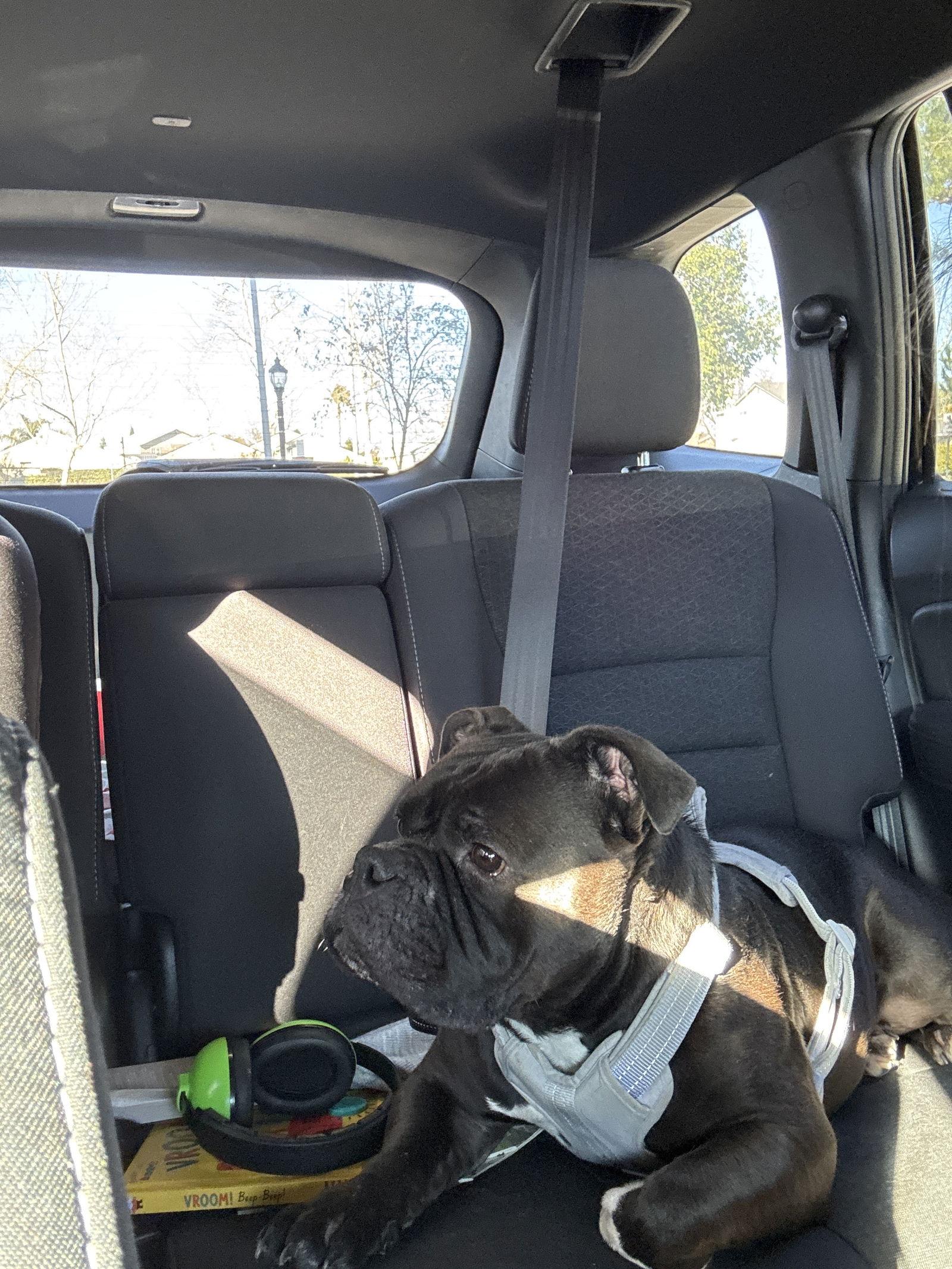 Enlarge Butters, a Adoptable American Bulldog in Woodland, CA image 1/1