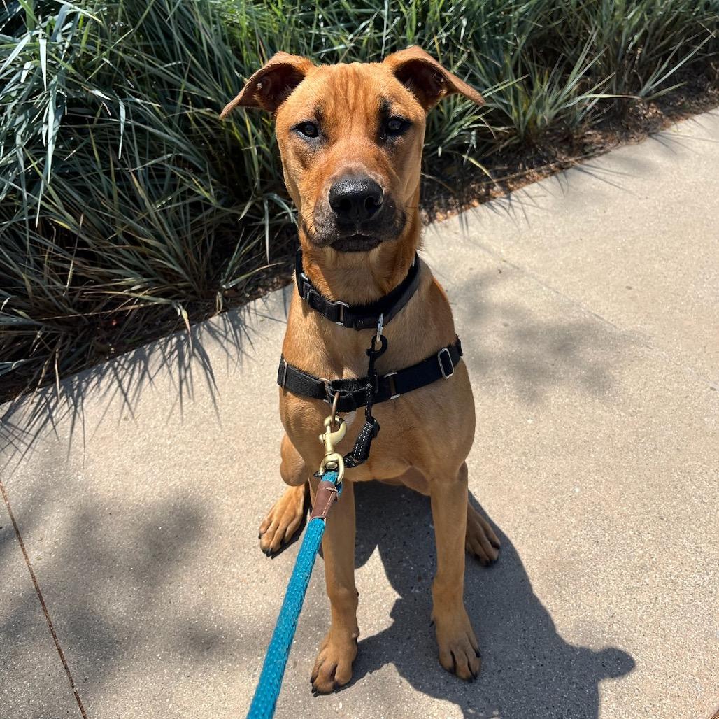 Enlarge Manny, a Adoptable mixed breed in Playa Vista, CA image 1/6