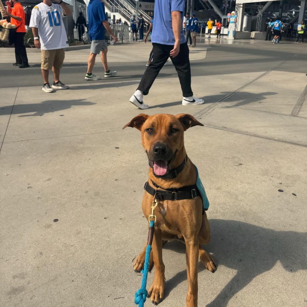 Enlarge Manny, a Adoptable mixed breed in Playa Vista, CA image 2/6