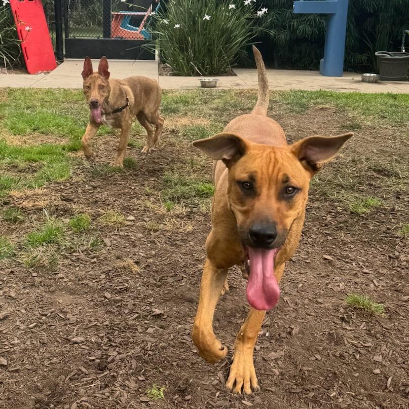 Enlarge Manny, a Adoptable mixed breed in Playa Vista, CA image 3/6