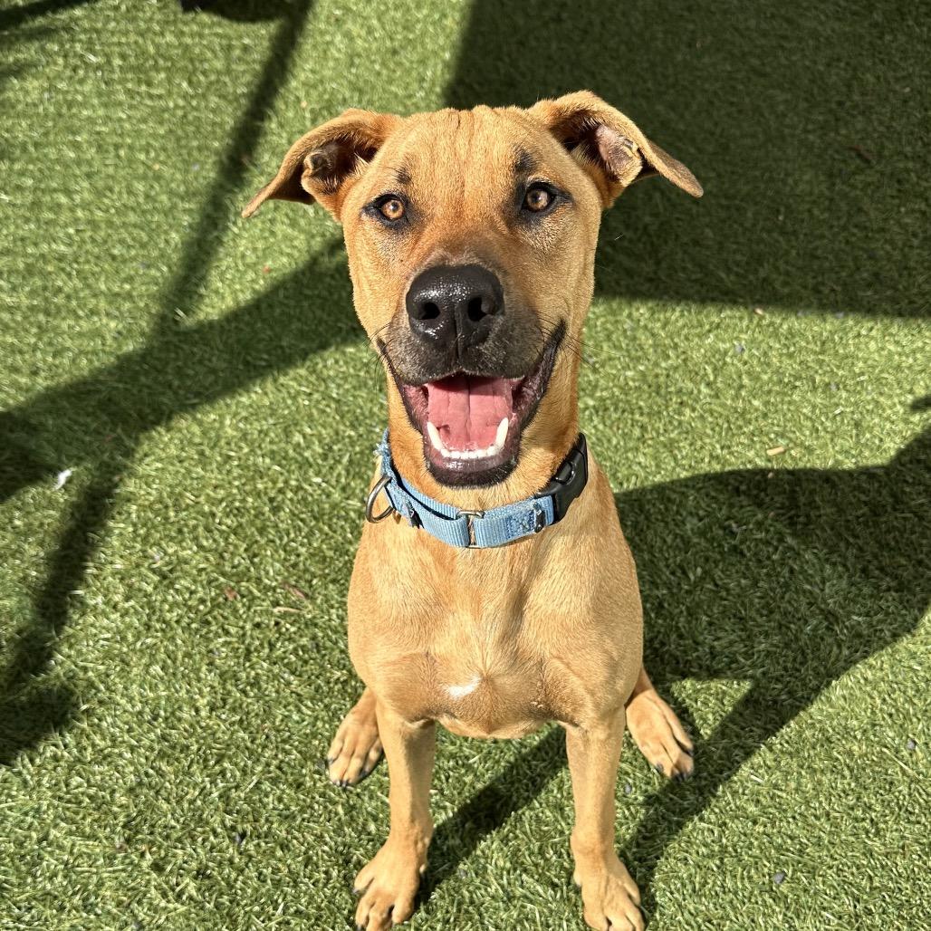 Enlarge Manny, a Adoptable mixed breed in Playa Vista, CA image 4/6