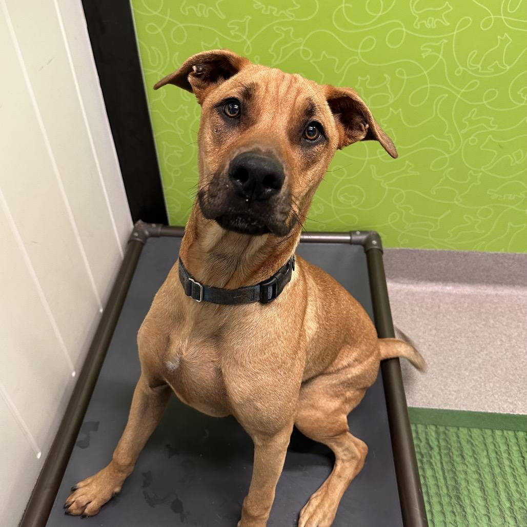 Enlarge Manny, a Adoptable mixed breed in Playa Vista, CA image 5/6