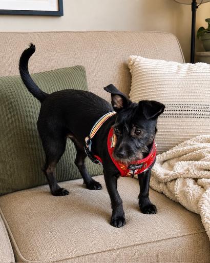 Enlarge Millie Z, a Adoptable mixed breed in Oceanside, CA image 2/3