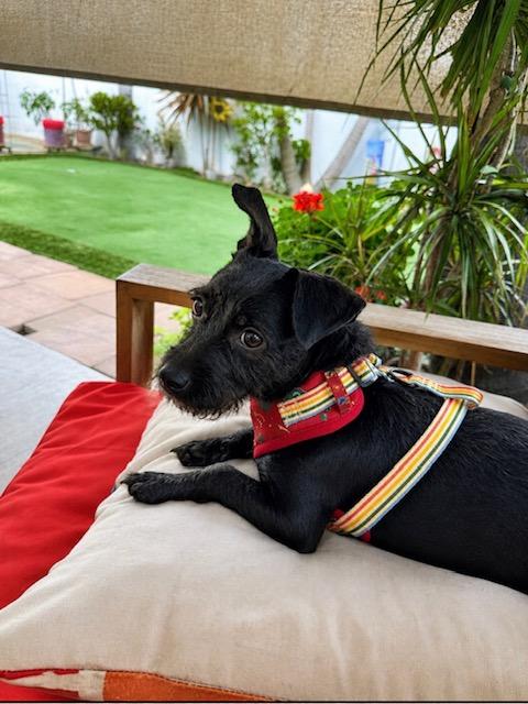 Enlarge Millie Z, a Adoptable mixed breed in Oceanside, CA image 1/3