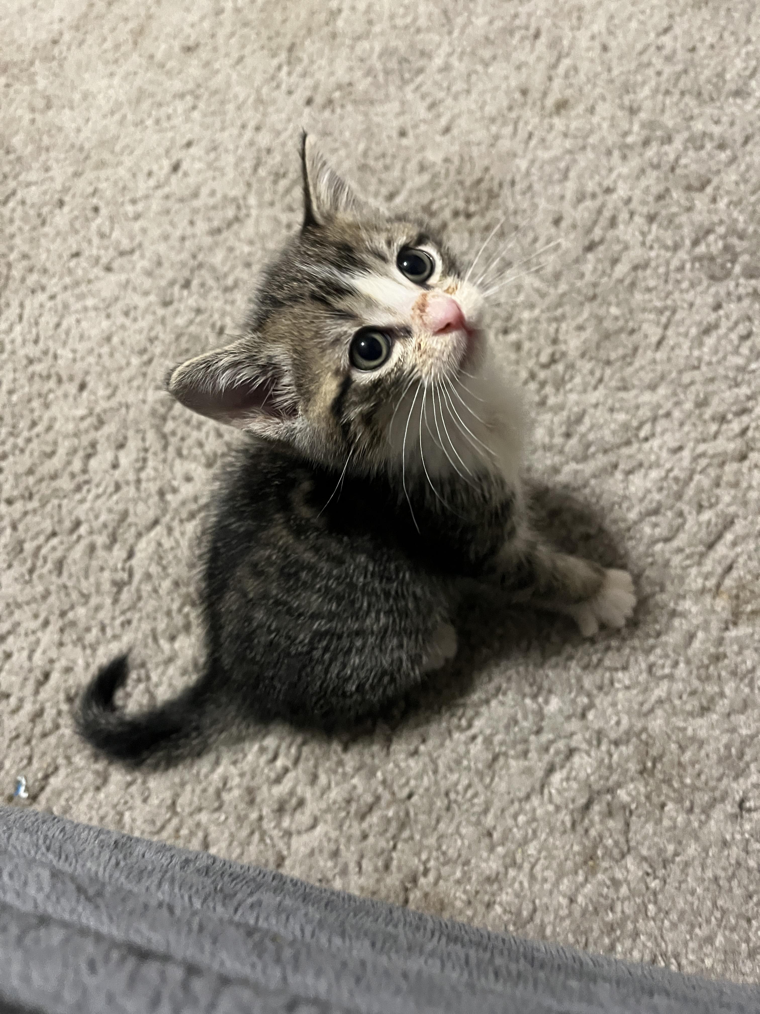 Fern, Adoptable, Kitten Male Domestic Short Hair.