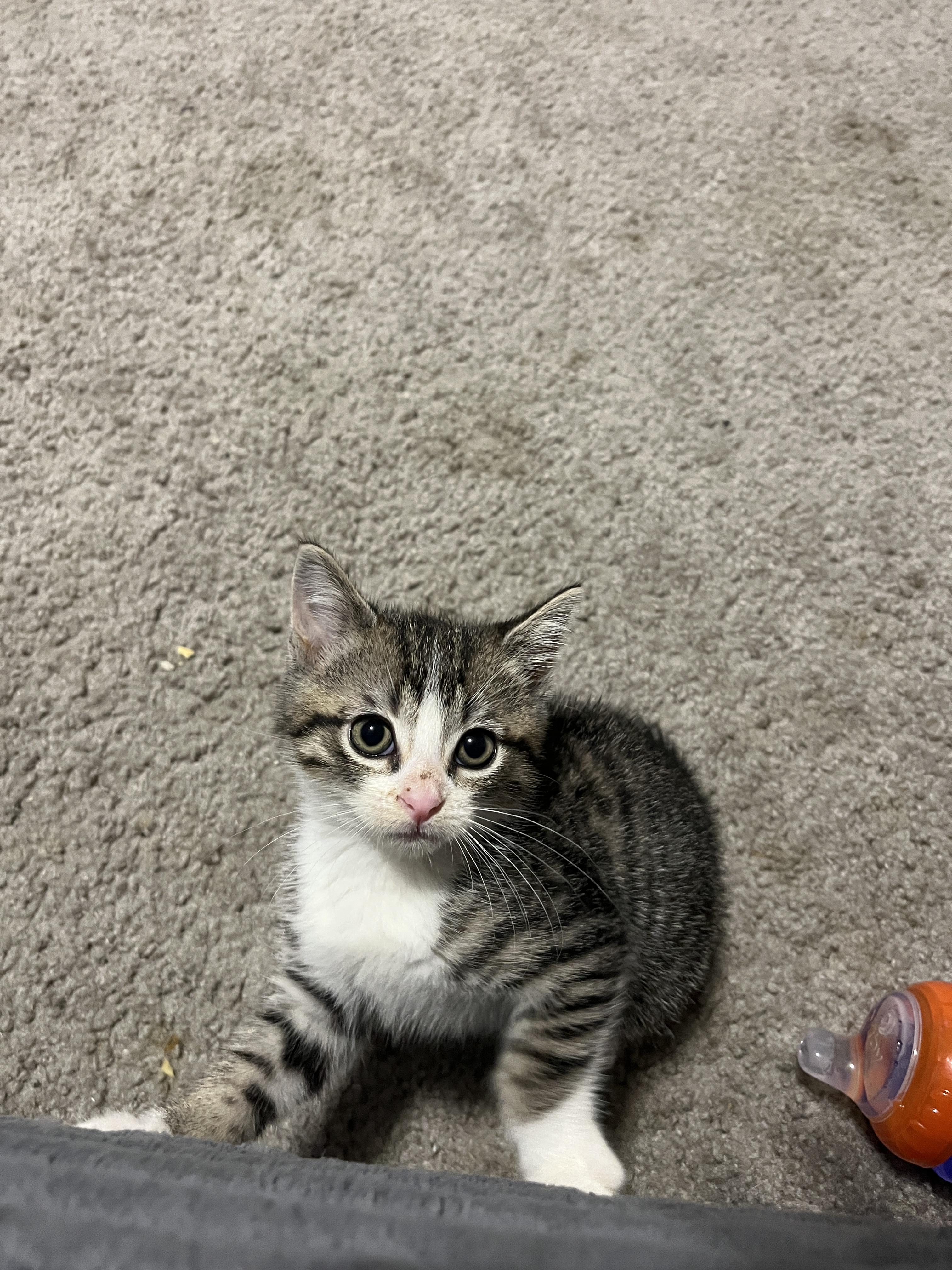 Enlarge Fern, a Adoptable Domestic Short Hair in Lewis Center, OH image 2/5