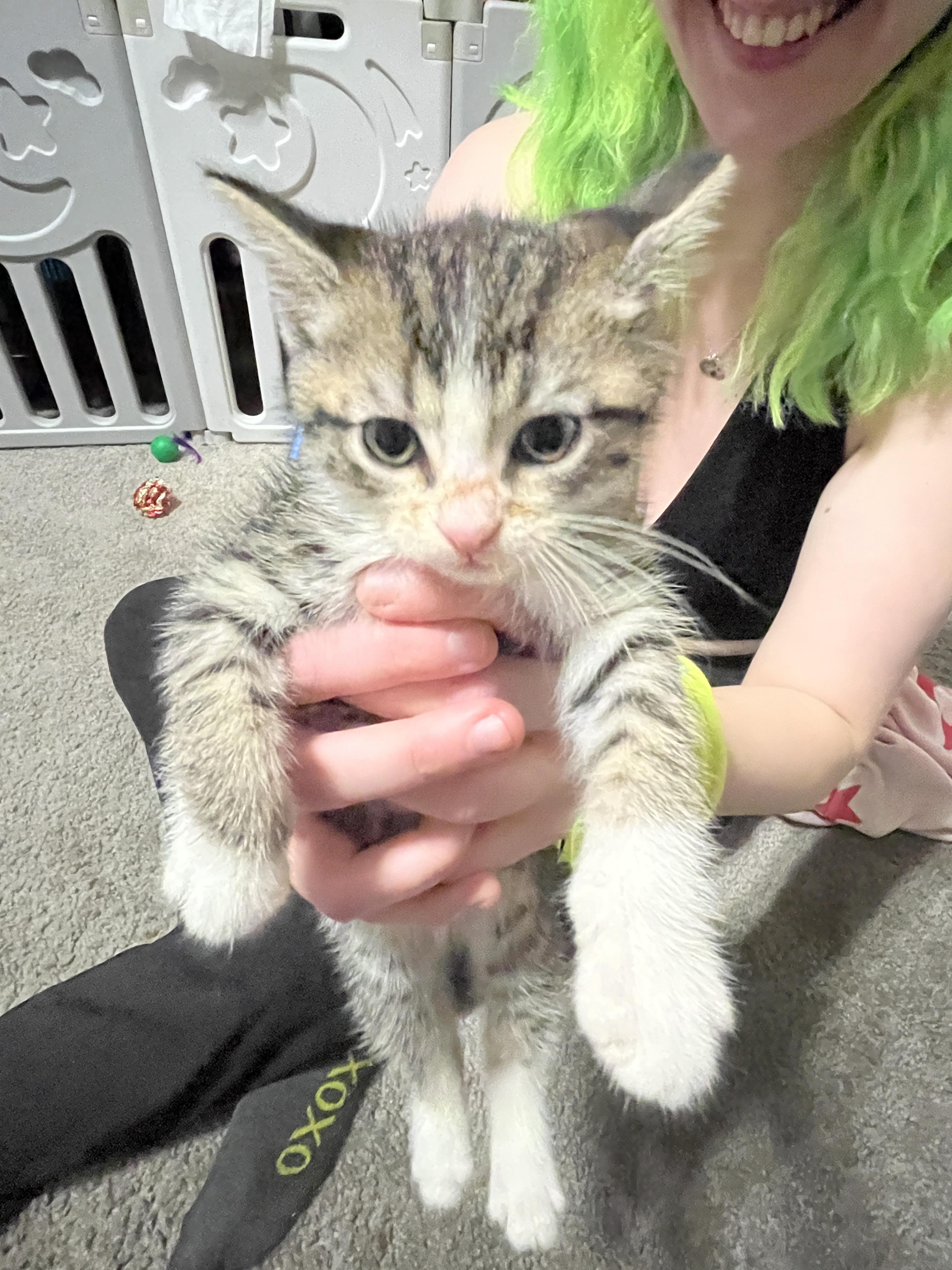 Enlarge Fern, a Adoptable Domestic Short Hair in Lewis Center, OH image 3/5