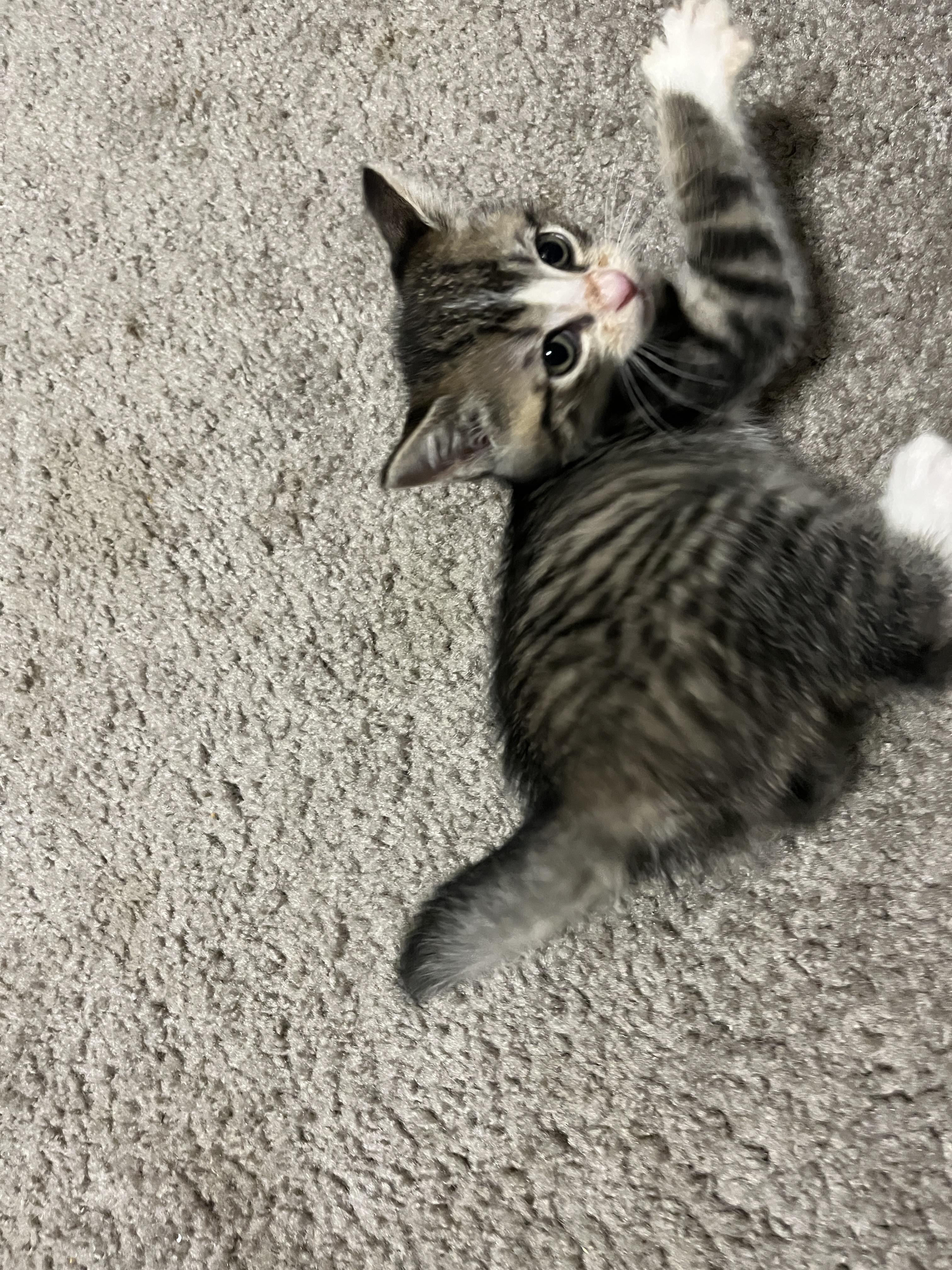 Enlarge Fern, a Adoptable Domestic Short Hair in Lewis Center, OH image 4/5