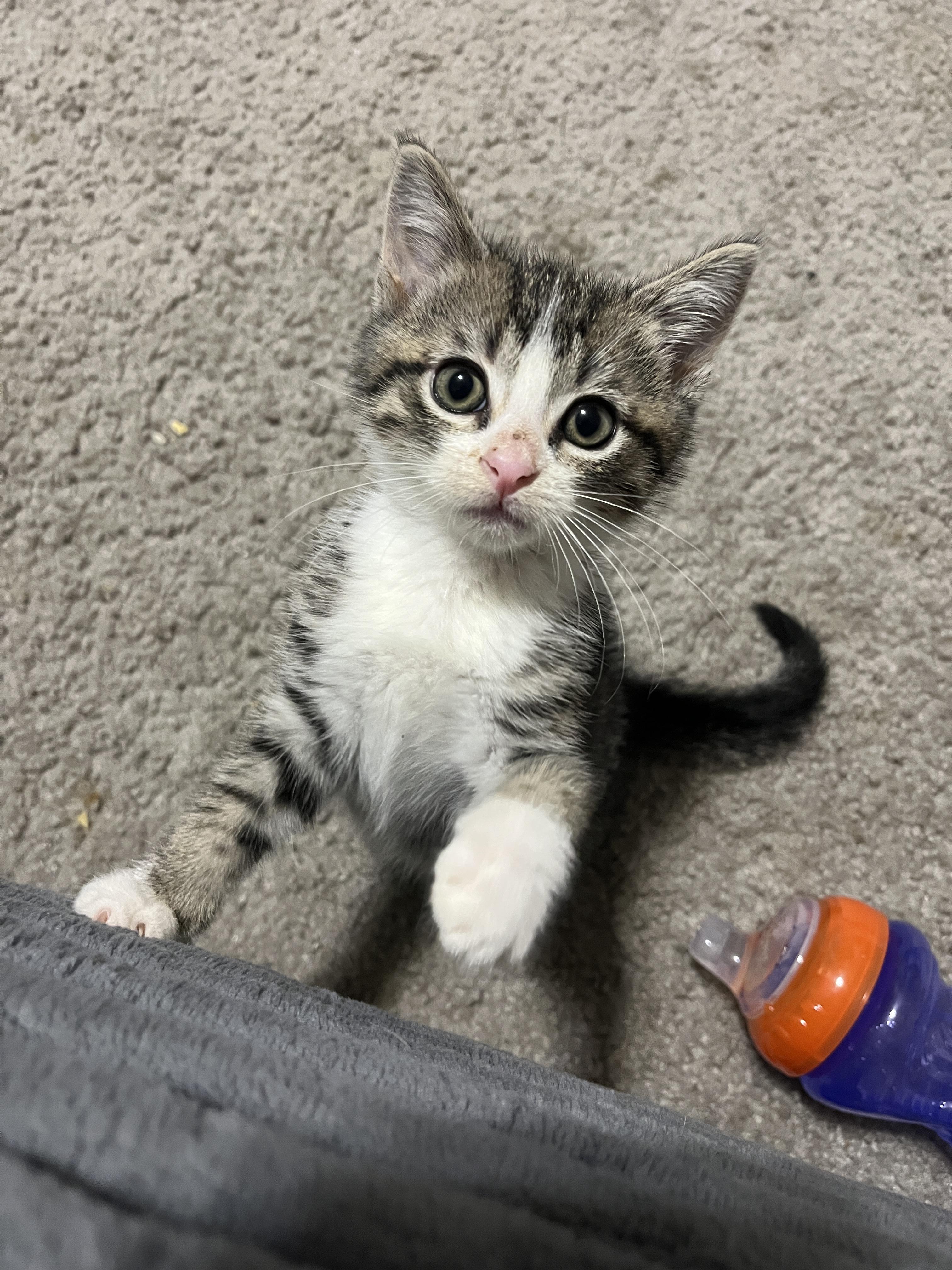 Enlarge Fern, a Adoptable Domestic Short Hair in Lewis Center, OH image 5/5
