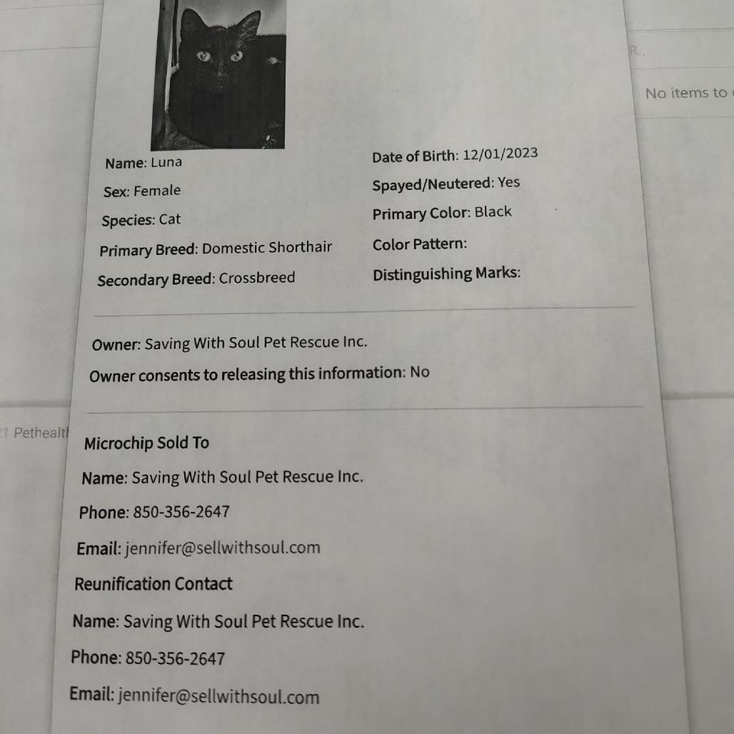 Luna, Adoptable, Young Female Domestic Medium Hair.