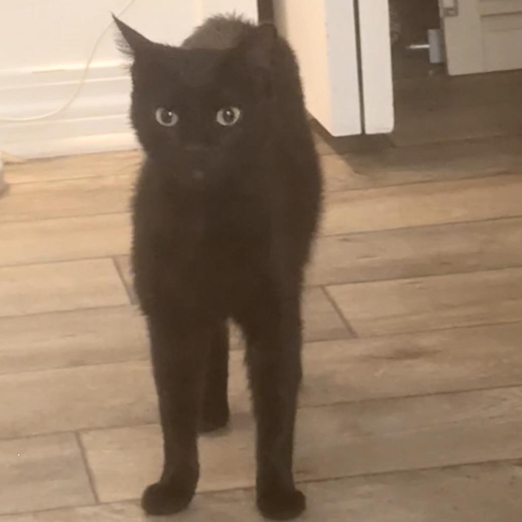 Enlarge Luna, a Adoptable Domestic Medium Hair in SANTA ROSA BEACH, FL image 2/4