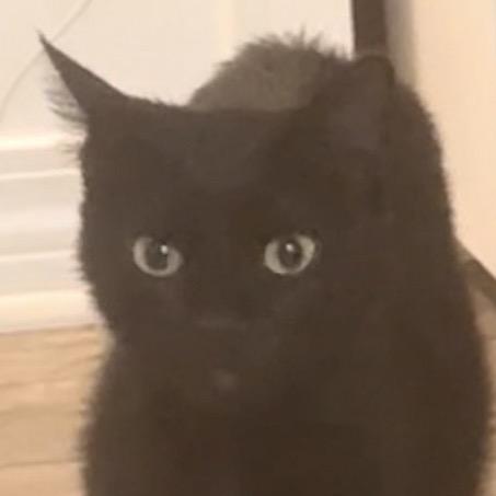 Enlarge Luna, a Adoptable Domestic Medium Hair in SANTA ROSA BEACH, FL image 3/4