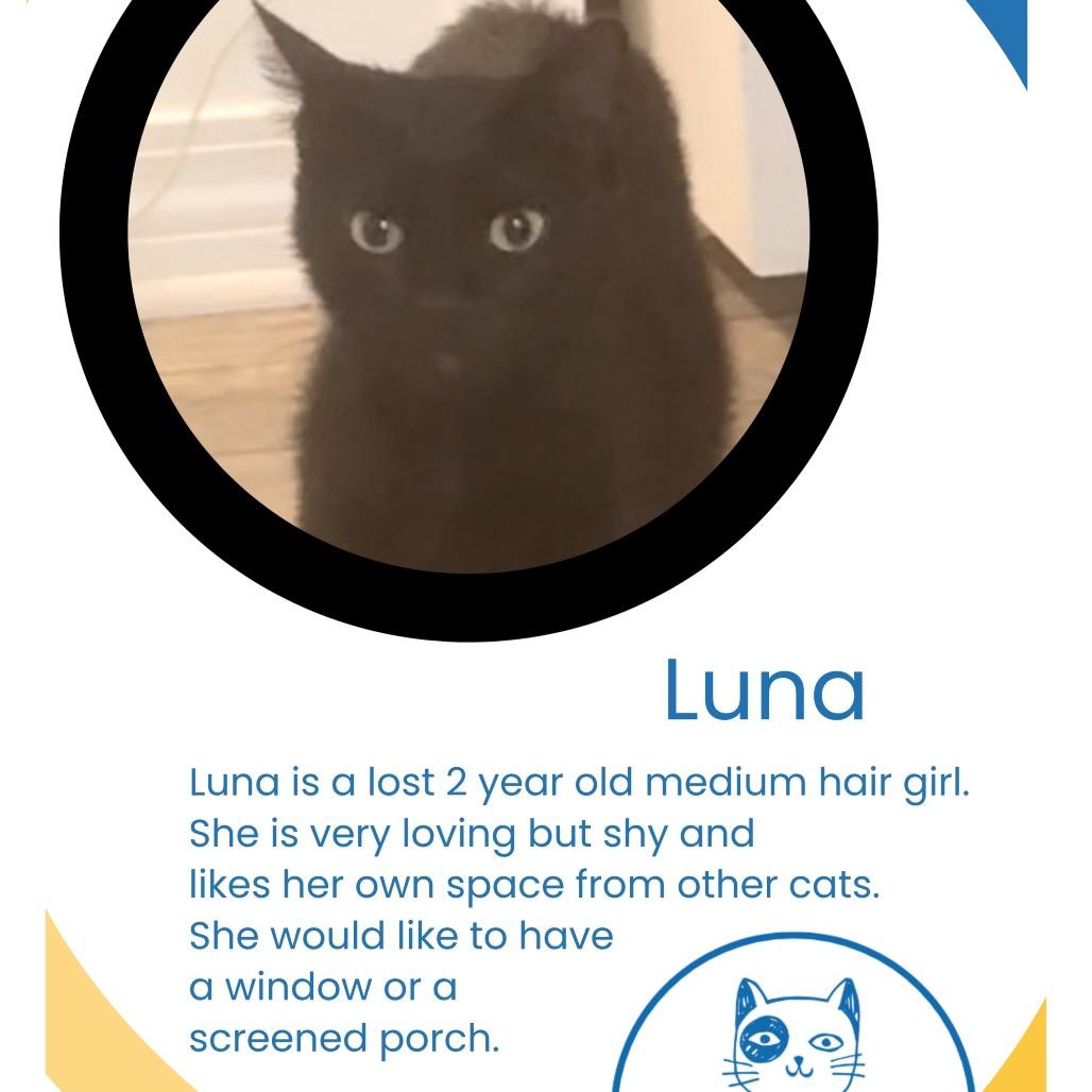 Enlarge Luna, a Adoptable Domestic Medium Hair in SANTA ROSA BEACH, FL image 4/4