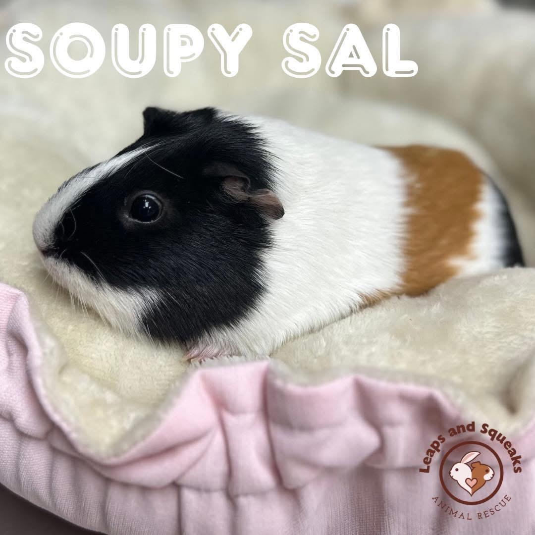 Soupy Sal, Adopted, Adult Female Guinea Pig.