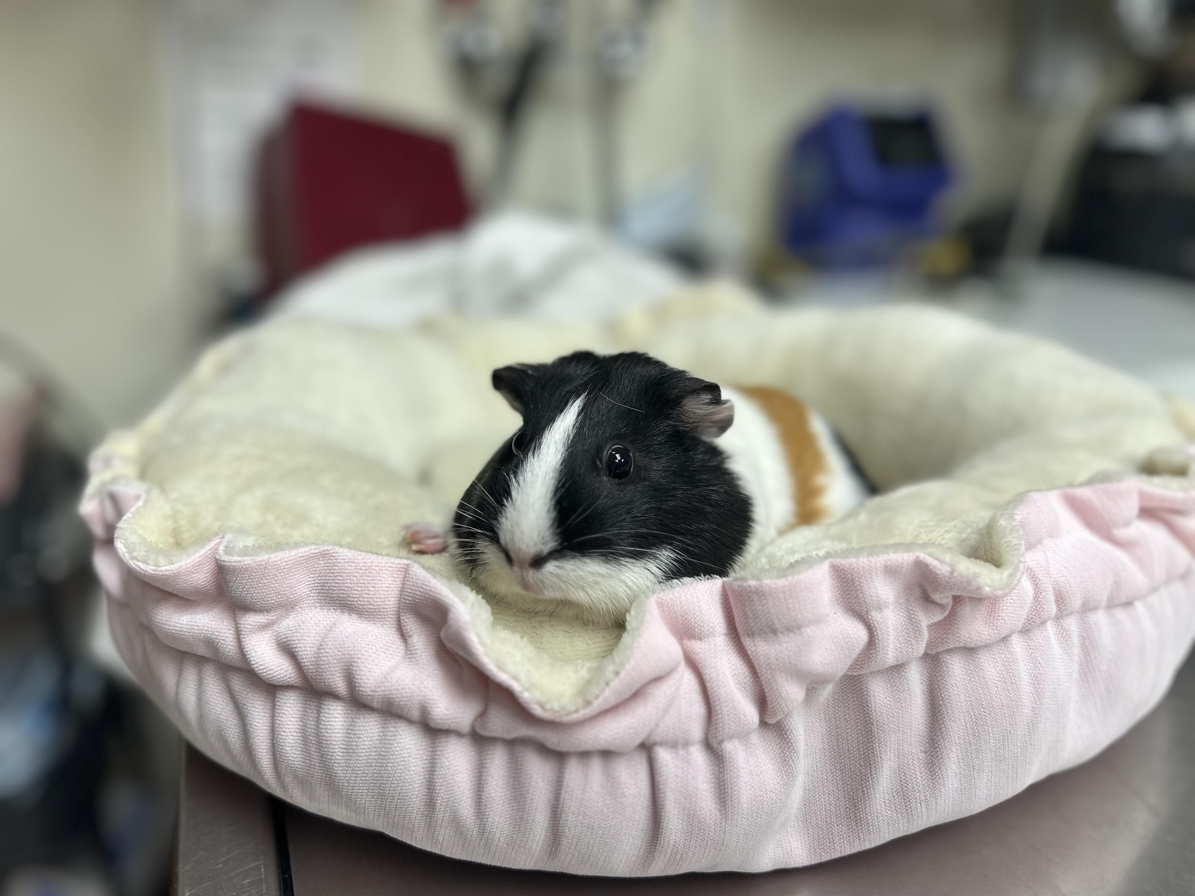 Enlarge Soupy Sal, a Adopted Guinea Pig in Frederick, MD image 2/2