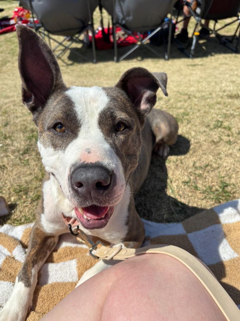 Rosie, Adoptable, Young Female Pit Bull Terrier & Mixed Breed.