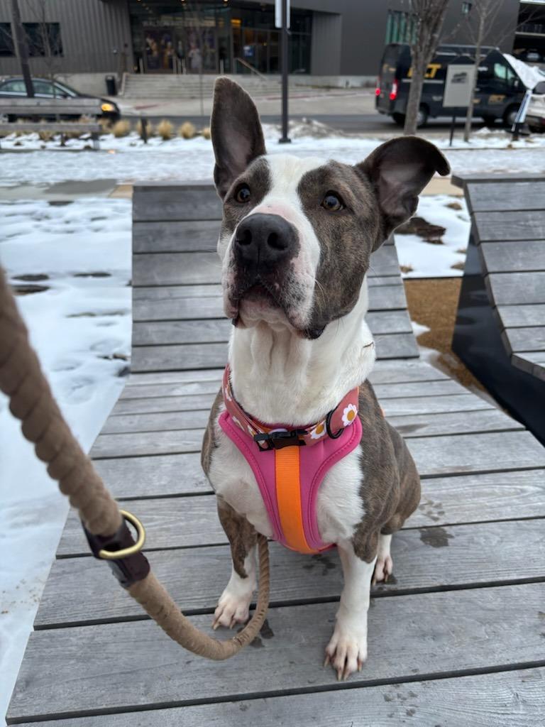 Enlarge Rosie, a Adoptable mixed breed in Fayetteville, AR image 1/6