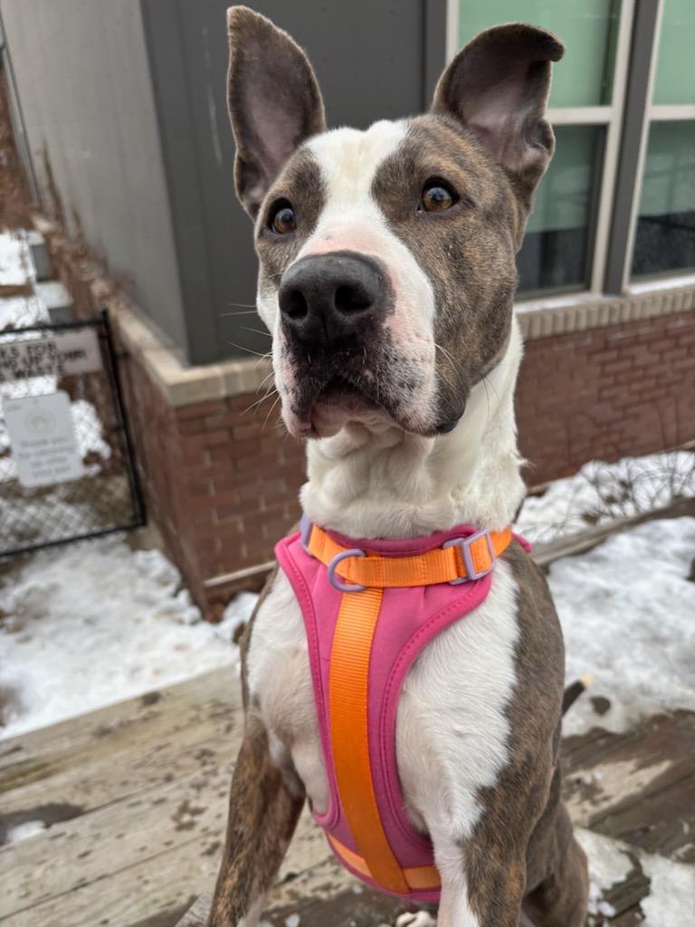 Enlarge Rosie, a Adoptable mixed breed in Fayetteville, AR image 3/6