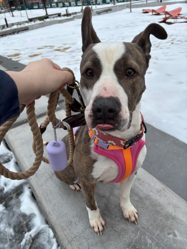 Enlarge Rosie, a Adoptable mixed breed in Fayetteville, AR image 4/6