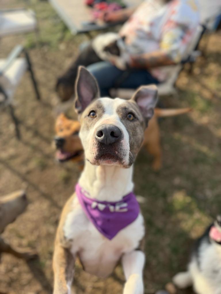 Enlarge Rosie, a Adoptable mixed breed in Fayetteville, AR image 5/6