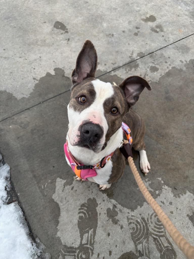 Enlarge Rosie, a Adoptable mixed breed in Fayetteville, AR image 6/6