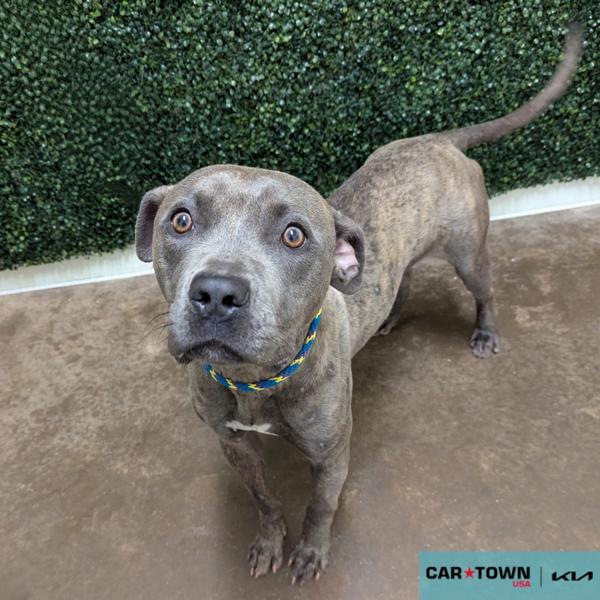 Enlarge Mr. Worldwide, a Adoptable mixed breed in Lexington, KY image 1/1