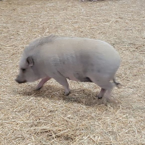 Bella, a Adopted Pig in Chrisney, IN image 1/10