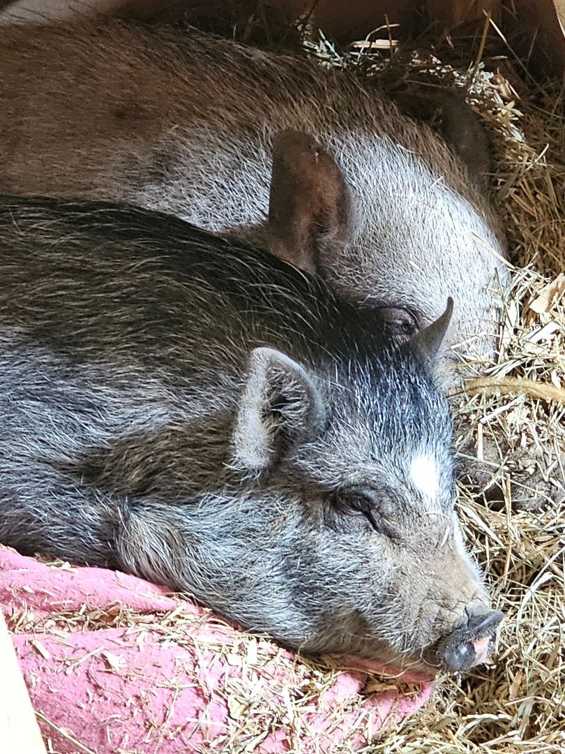 Bella, a Adopted Pig in Chrisney, IN image 2/10