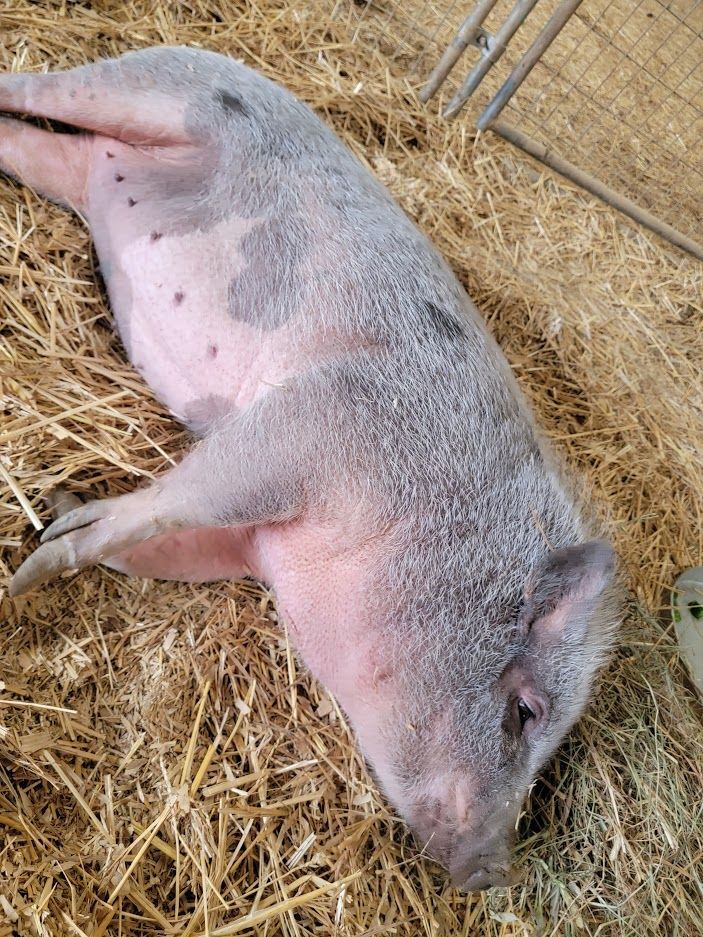 Bella, a Adopted Pig in Chrisney, IN image 3/10