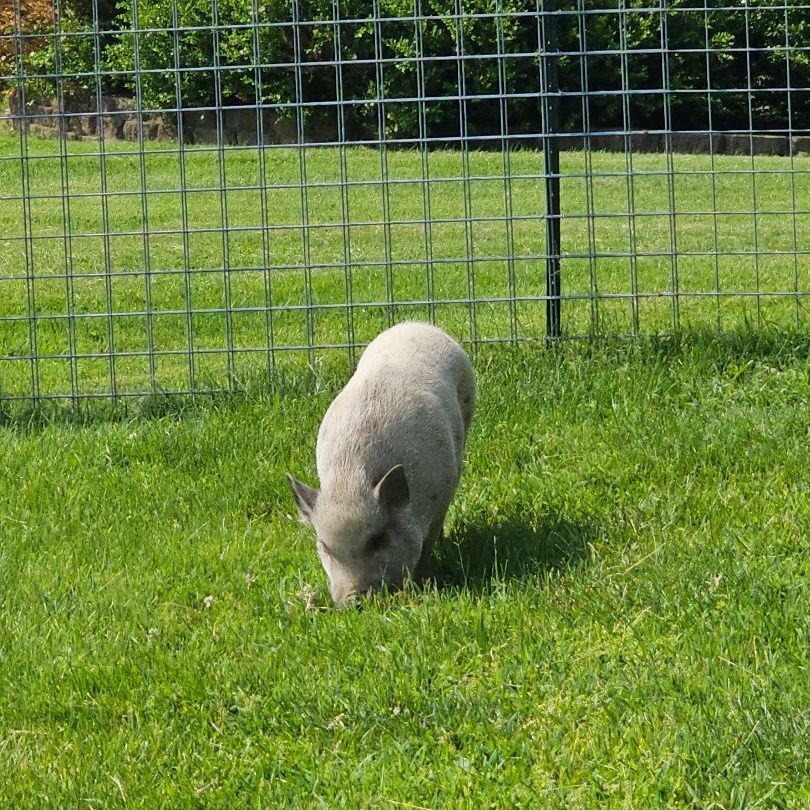 Bella, a Adopted Pig in Chrisney, IN image 4/10