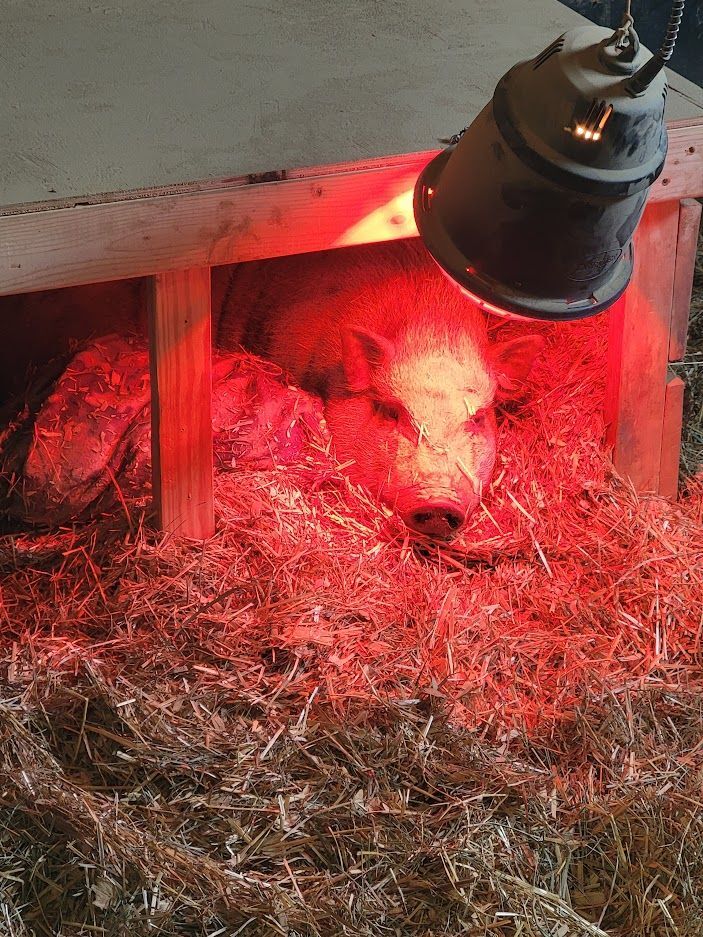 Bella, a Adopted Pig in Chrisney, IN image 5/10