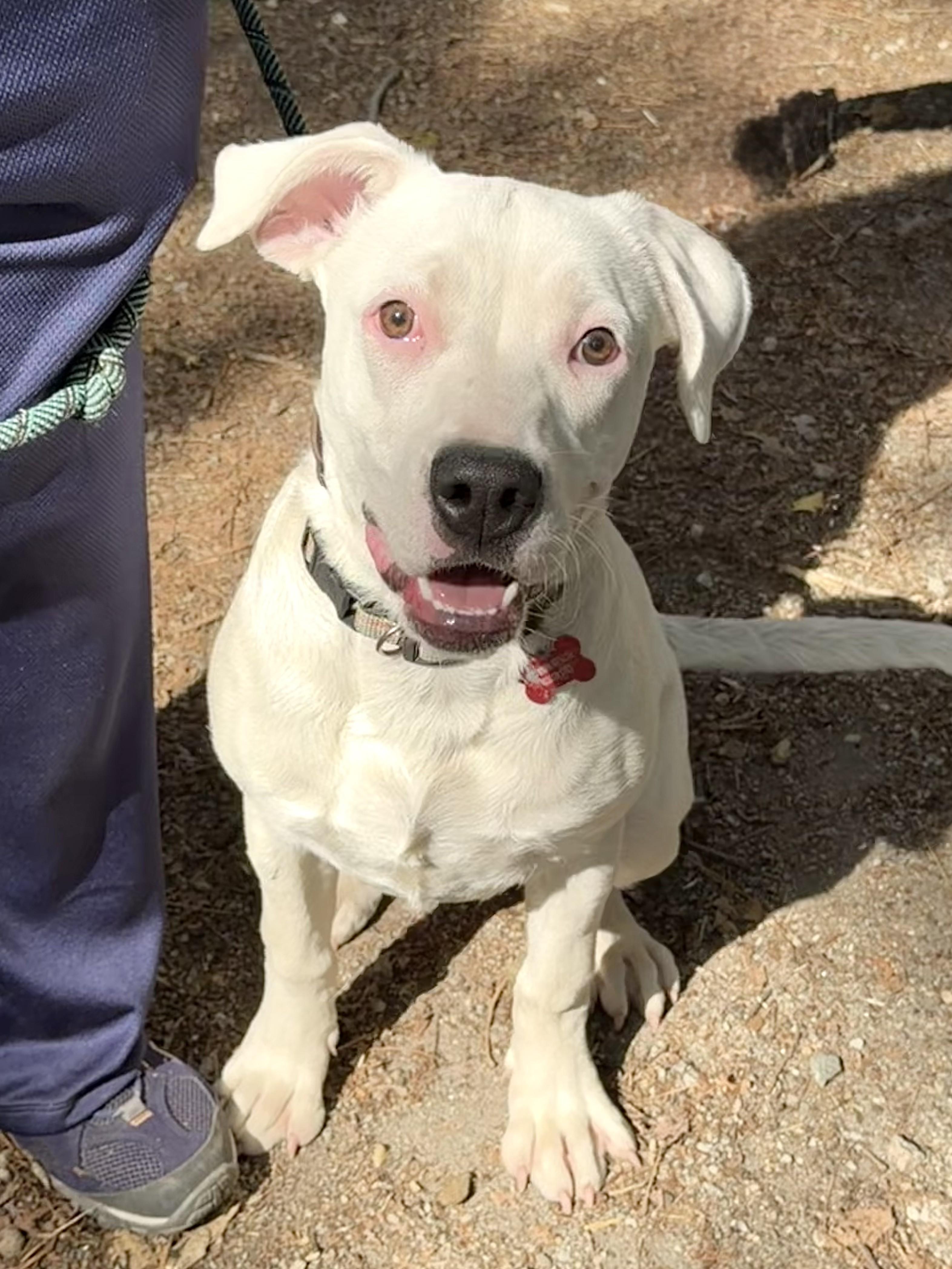 Ariel - AVAILABLE TO FOSTER OR ADOPT, a ADOPTABLE mixed breed in Clayton, NC image 2/6