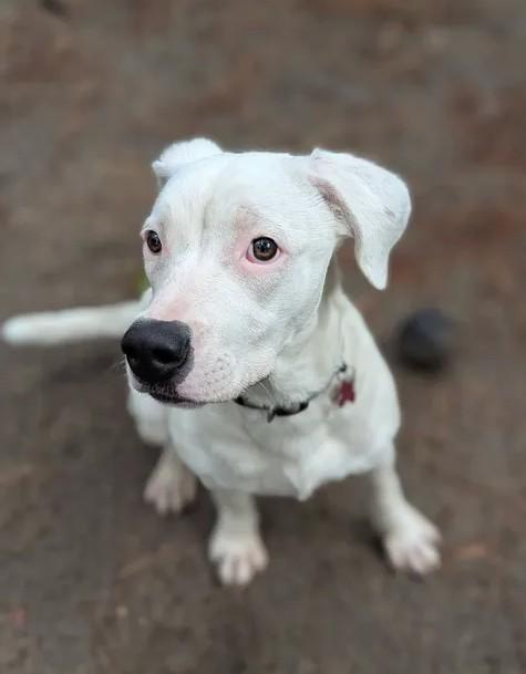 Ariel - AVAILABLE TO FOSTER OR ADOPT, a ADOPTABLE mixed breed in Clayton, NC image 4/6