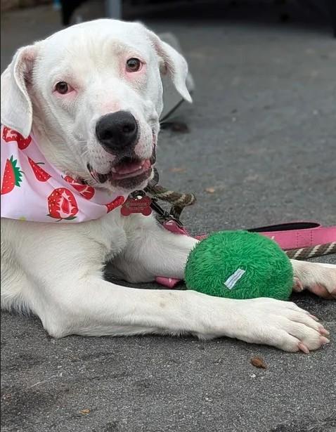 Ariel - AVAILABLE TO FOSTER OR ADOPT, a ADOPTABLE mixed breed in Clayton, NC image 1/6