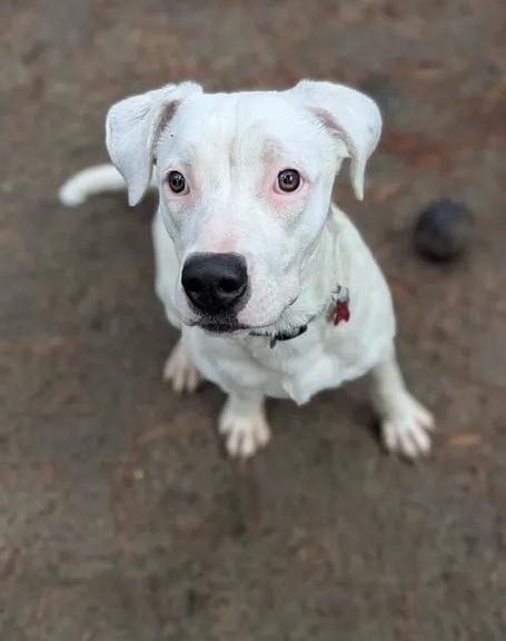 Ariel - AVAILABLE TO FOSTER OR ADOPT, a ADOPTABLE mixed breed in Clayton, NC image 6/6