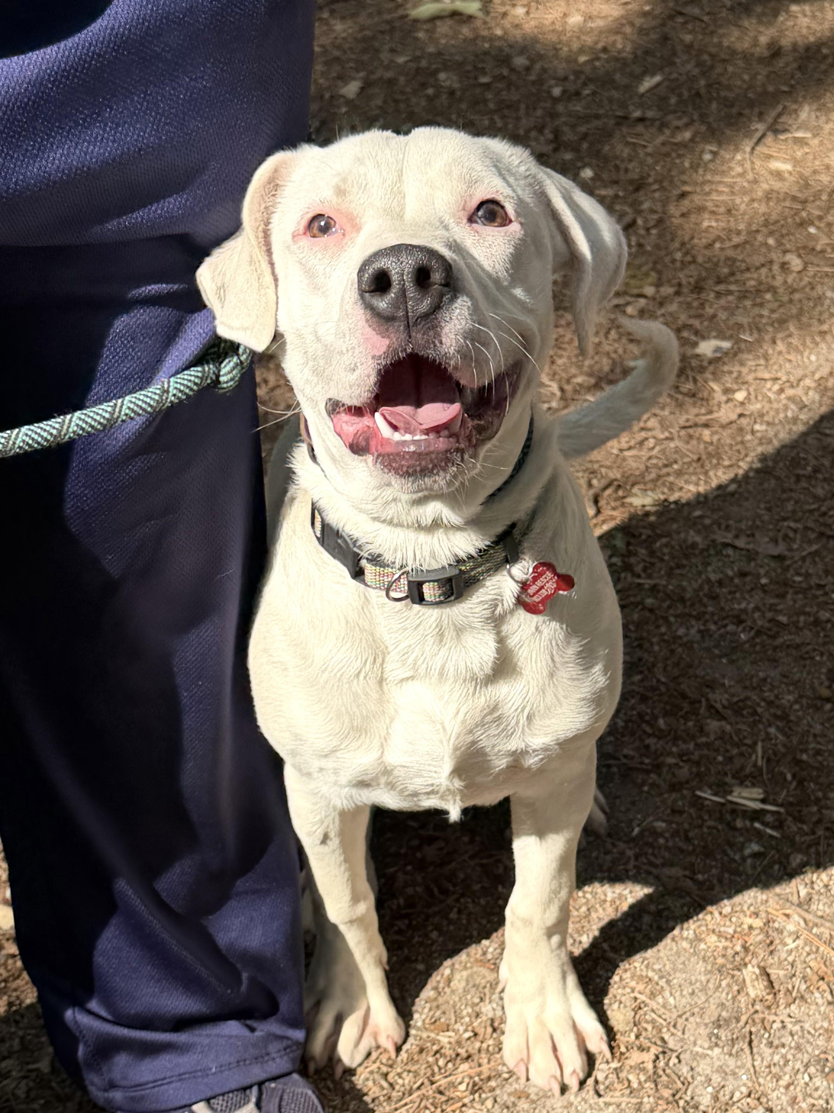 Ariel - AVAILABLE TO FOSTER OR ADOPT, a ADOPTABLE mixed breed in Clayton, NC image 5/6