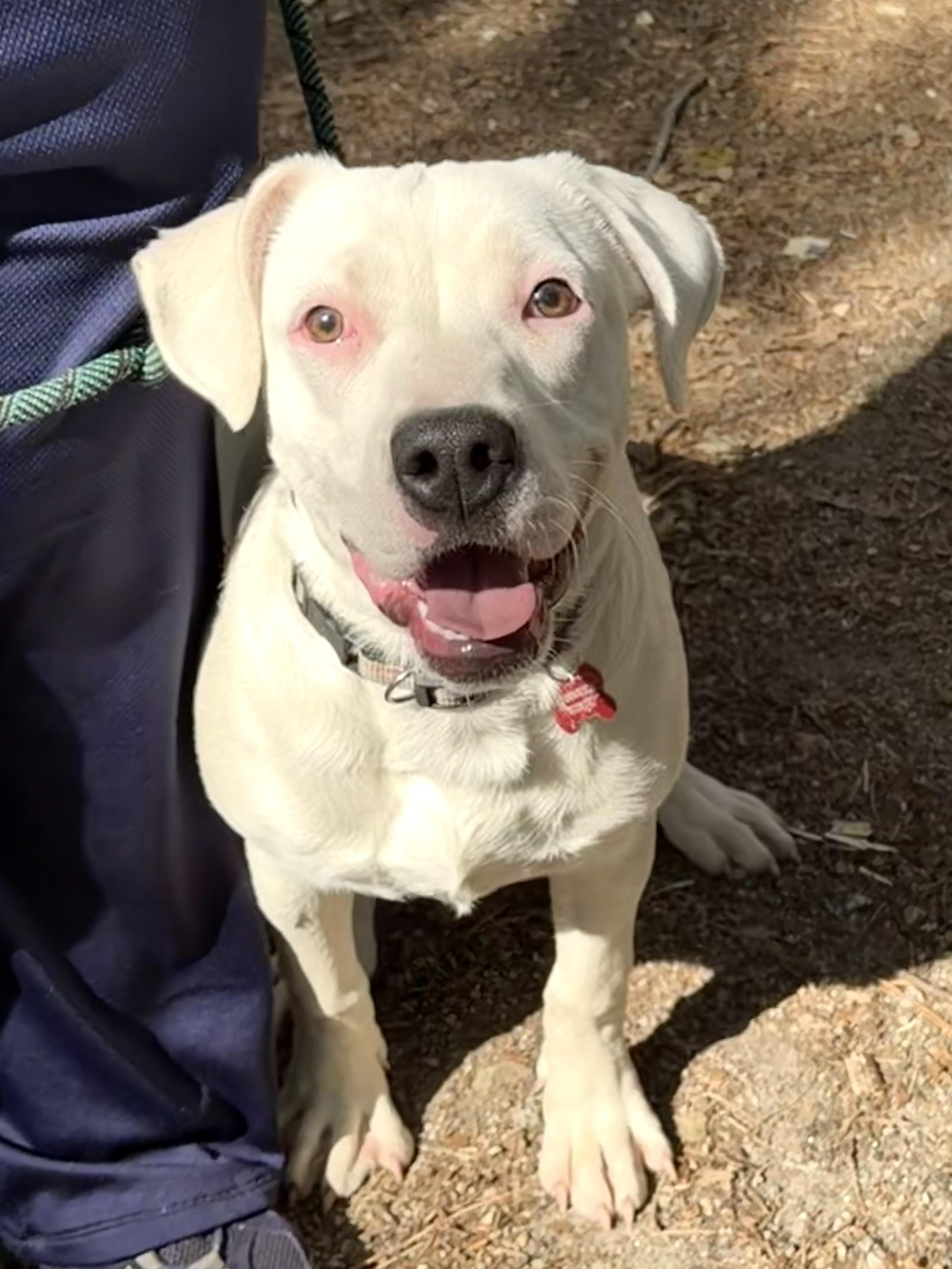 Ariel - AVAILABLE TO FOSTER OR ADOPT, a ADOPTABLE mixed breed in Clayton, NC image 3/6