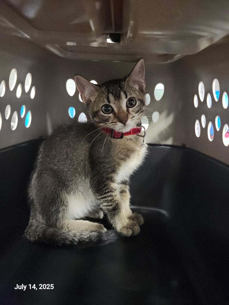 Sweet Pea, Adoptable, Young Female Domestic Short Hair.