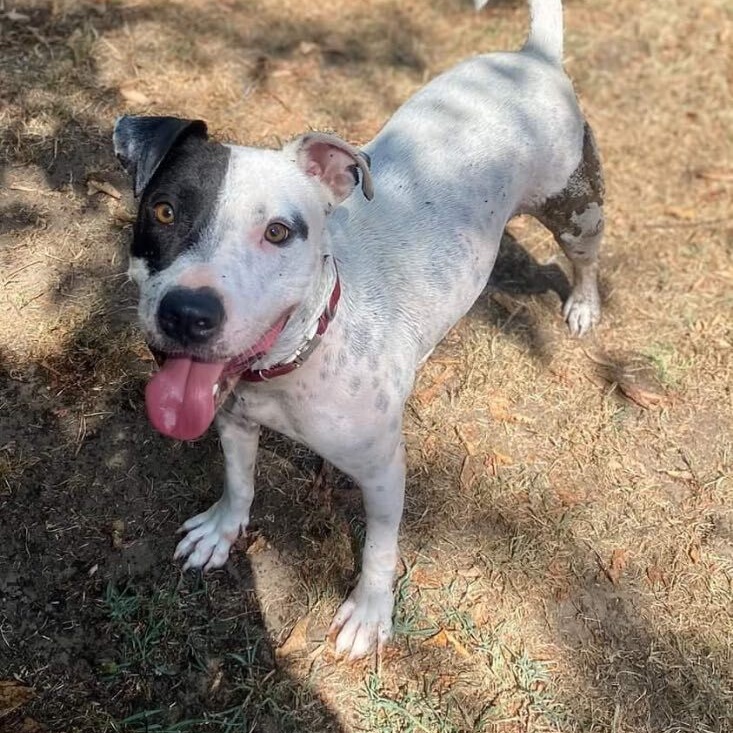 Inchy — thumbnail 2