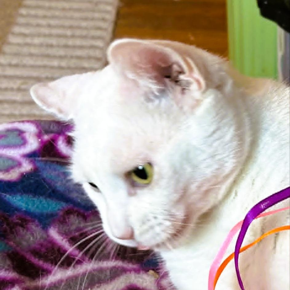 Enlarge Emerson - Lap Cat, a ADOPTABLE Domestic Short Hair in Rochester, NY image 4/6