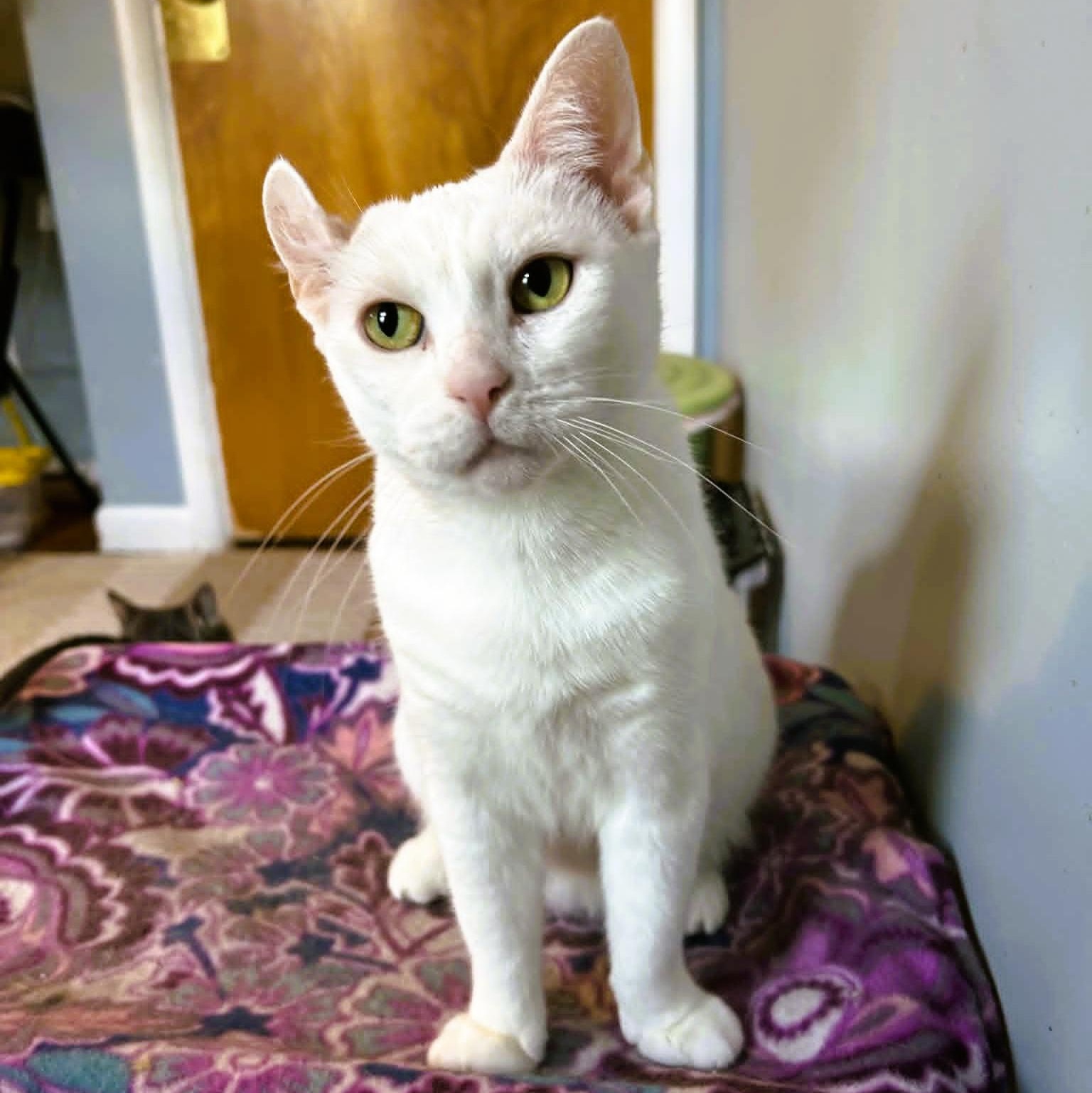 Enlarge Emerson - Lap Cat, a ADOPTABLE Domestic Short Hair in Rochester, NY image 2/6
