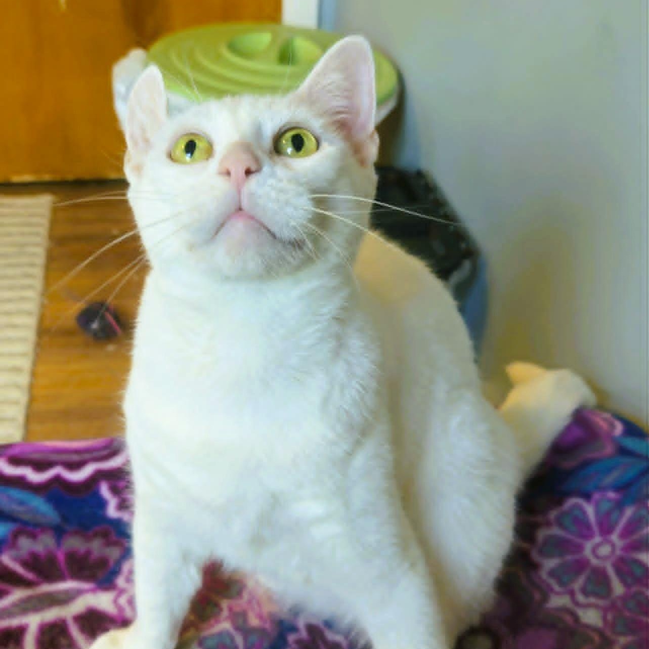 Enlarge Emerson - Lap Cat, a ADOPTABLE Domestic Short Hair in Rochester, NY image 3/6
