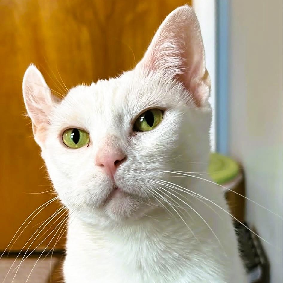 Emerson - Lap Cat, ADOPTABLE, Young Female Domestic Short Hair.