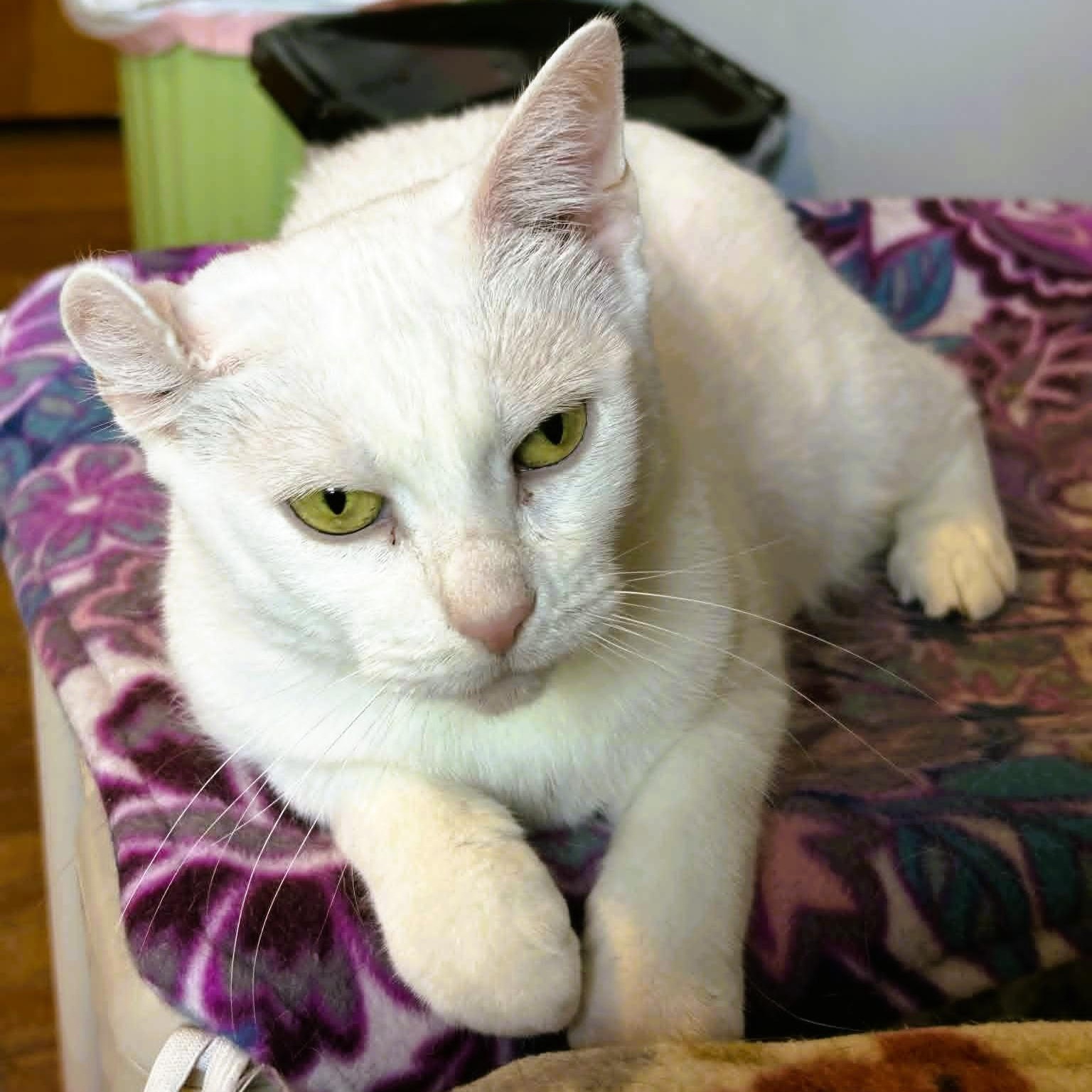 Enlarge Emerson - Lap Cat, a ADOPTABLE Domestic Short Hair in Rochester, NY image 5/6