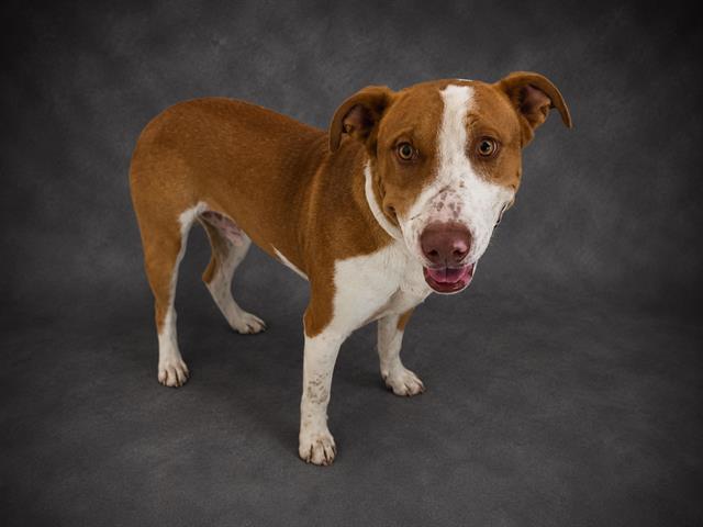 JOHNNY, Adoptable, Young Male American Bulldog & Mixed Breed.