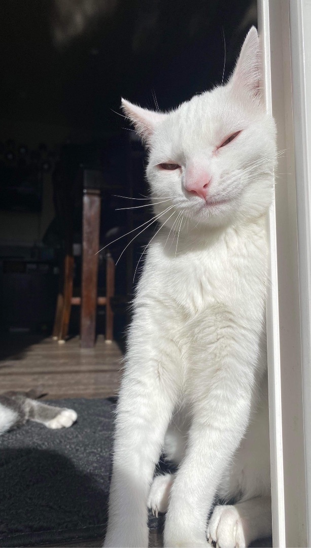 Dot INDOOR ONLY (URINARY SCRIPT DIET), a Adoptable mixed breed in Stockton, CA image 1/4