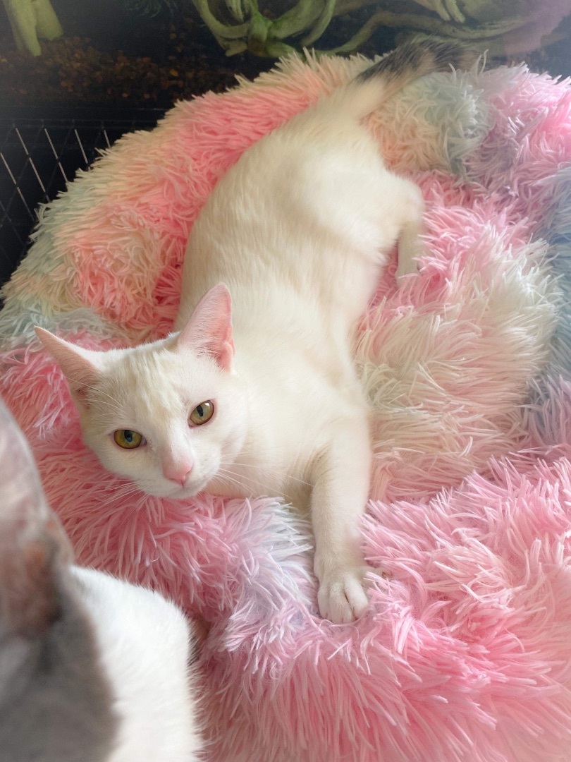 Dot INDOOR ONLY (URINARY SCRIPT DIET), a Adoptable mixed breed in Stockton, CA image 2/4