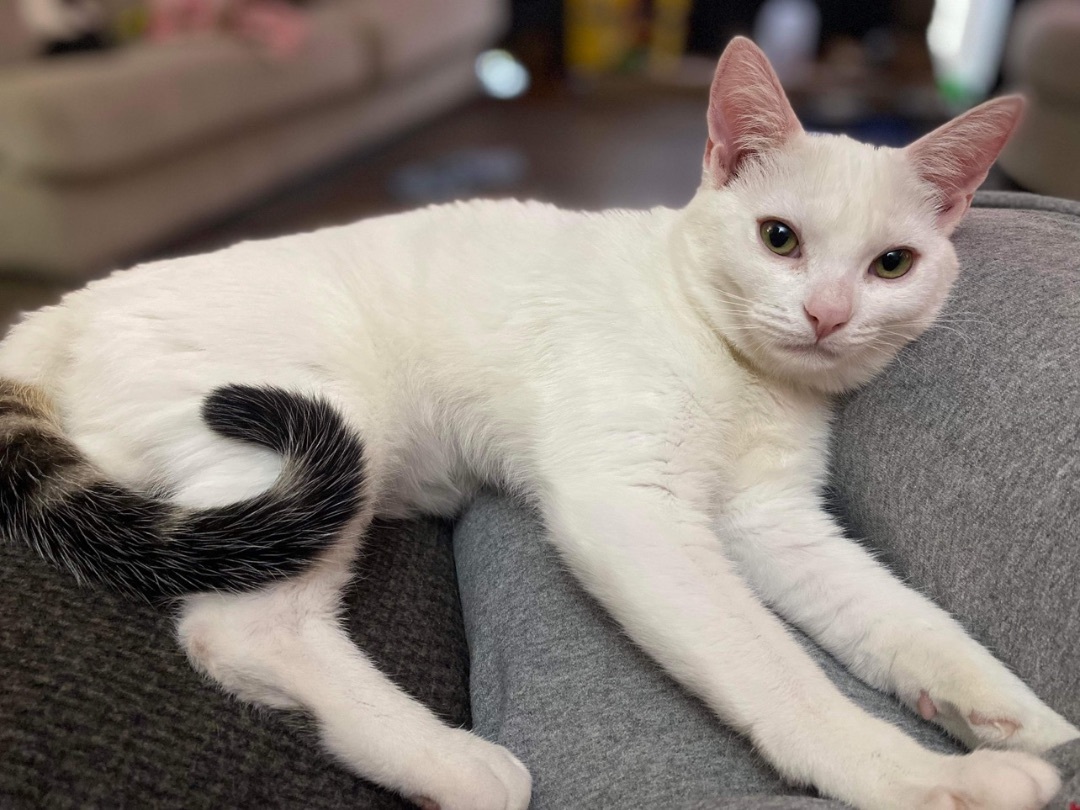 Dot INDOOR ONLY (URINARY SCRIPT DIET), a Adoptable mixed breed in Stockton, CA image 3/4