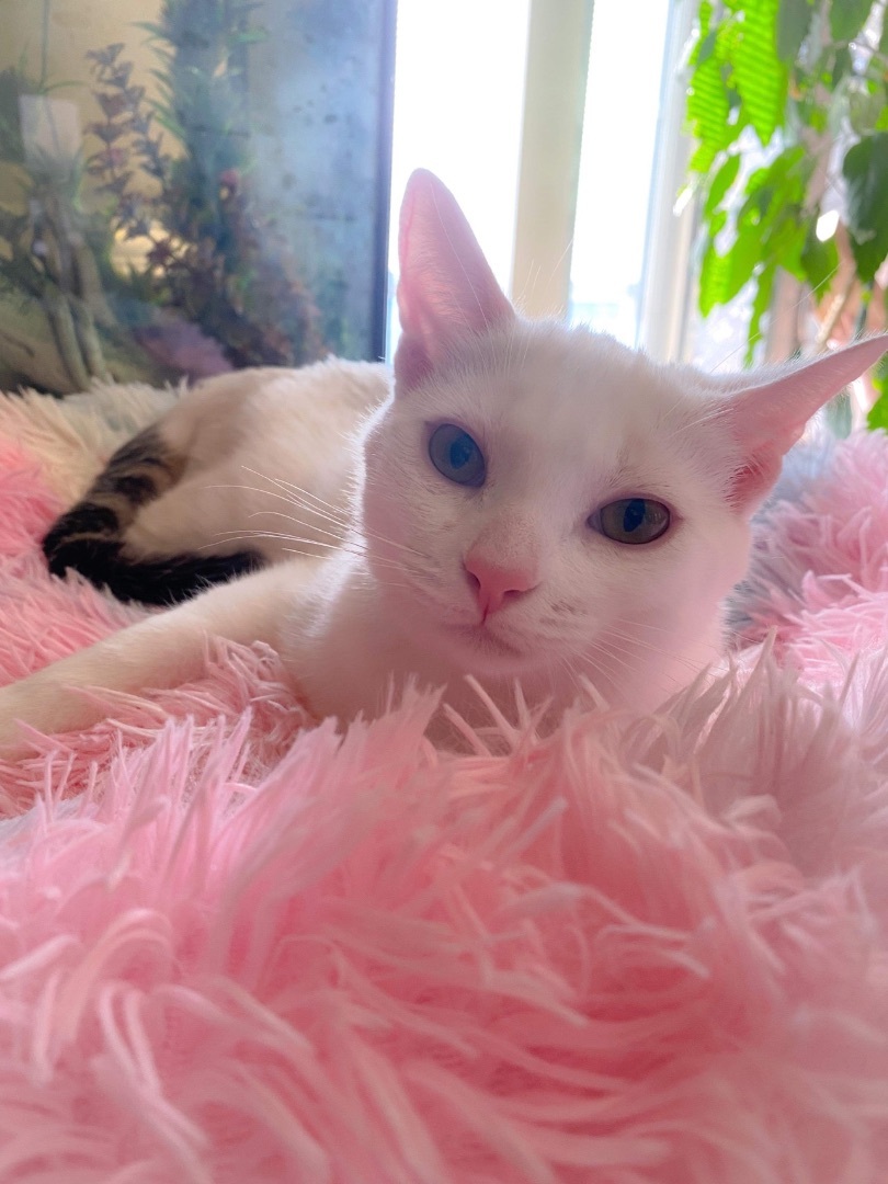 Dot INDOOR ONLY (URINARY SCRIPT DIET), a Adoptable mixed breed in Stockton, CA image 4/4