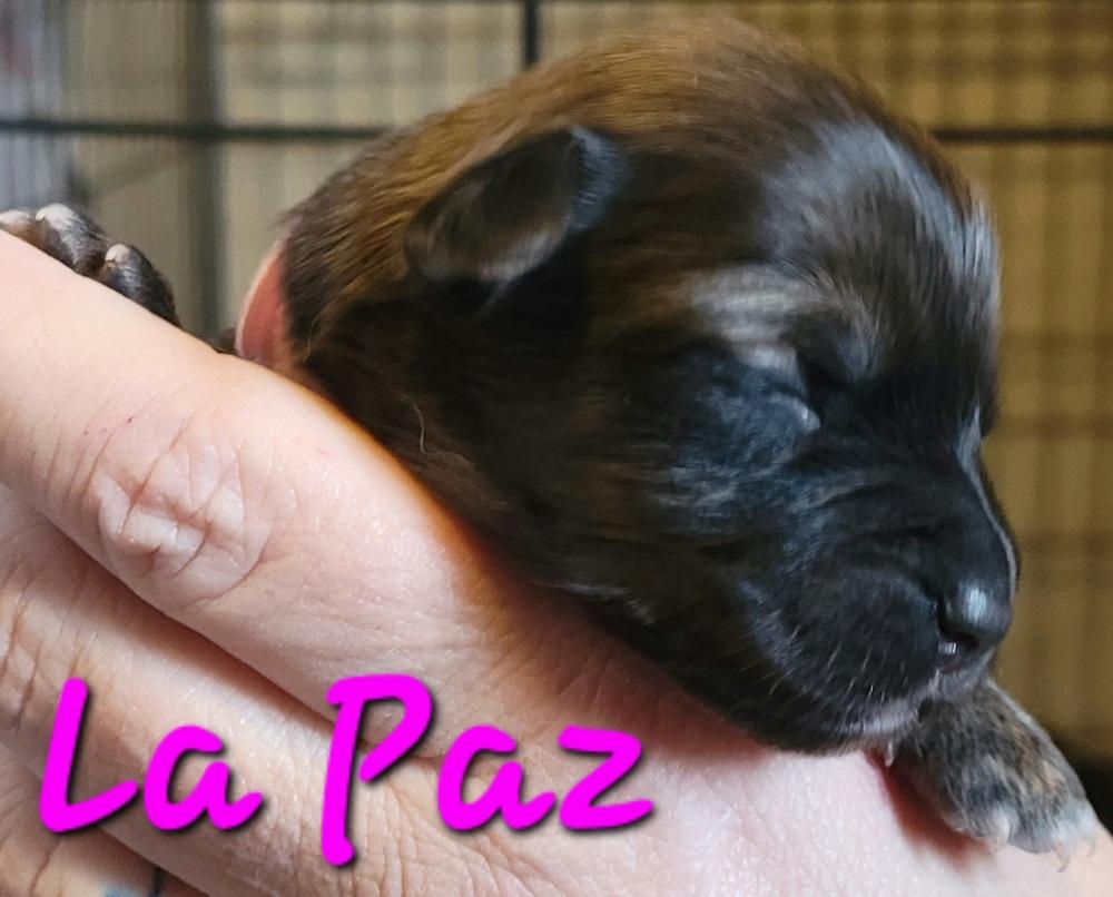 Enlarge La Paz, a Adopted mixed breed in Willcox, AZ image 1/2